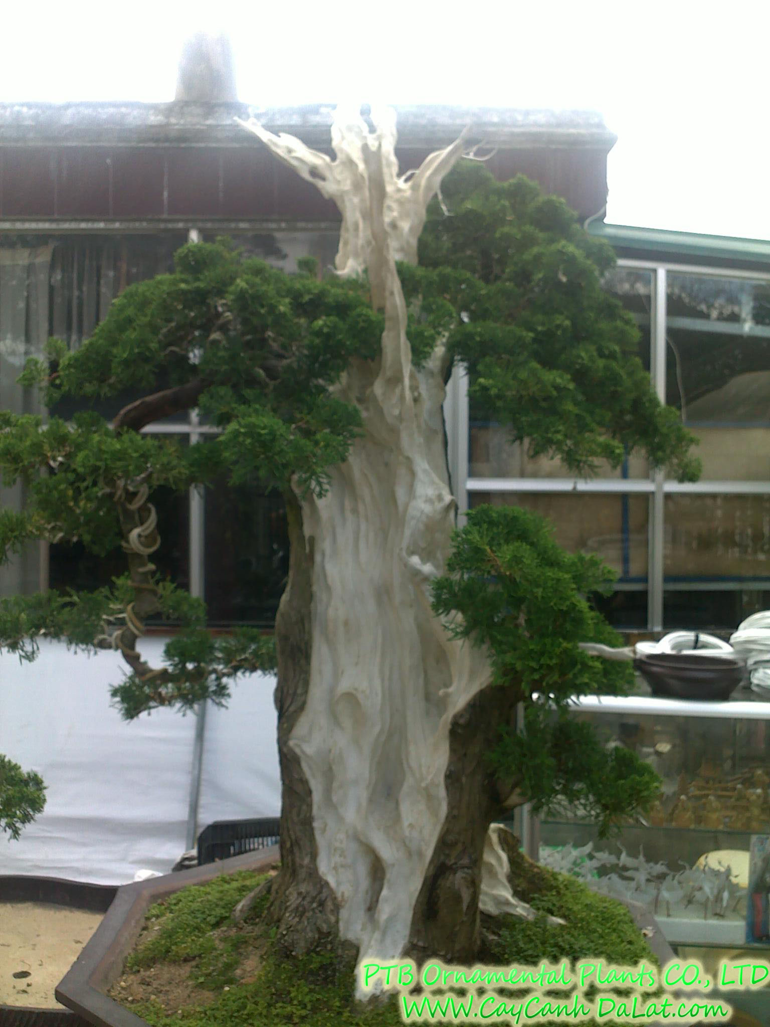 Cây Tùng