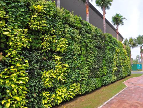 Cung cấp cây xanh công trình
