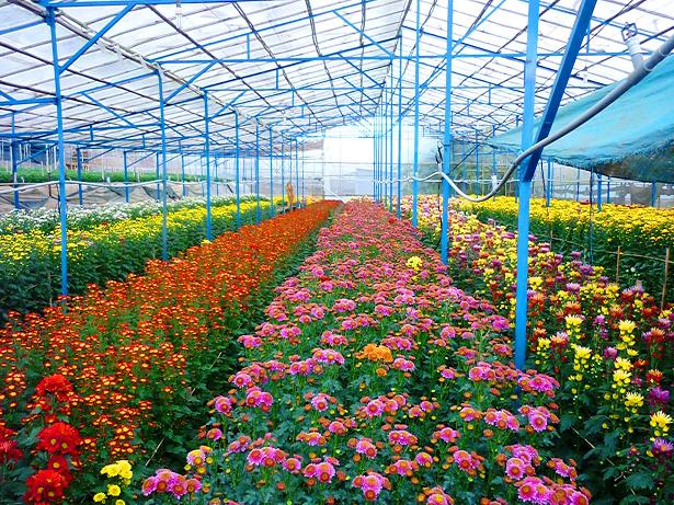 Tư vấn kỹ thuật và chăm sóc cây cảnh