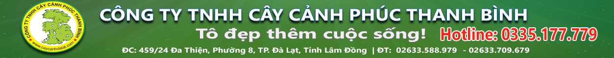 CÔNG TY TNHH CÂY CẢNH PHÚC THANH BÌNH